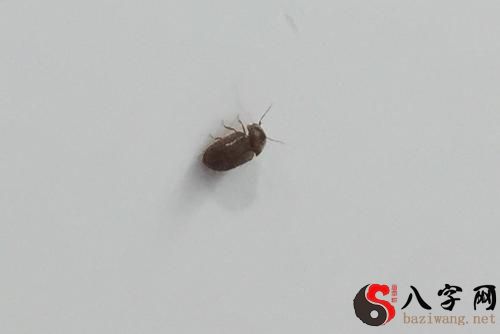 梦见一群小虫子在头上飞