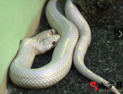 梦见大蟒蛇咬兔子