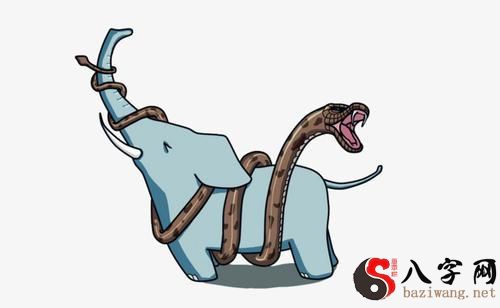 梦见蛇不敢吃大象