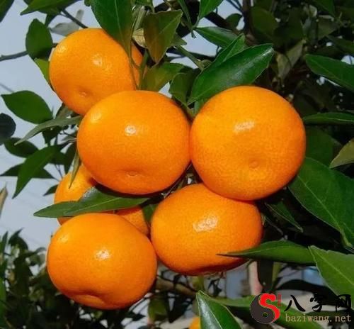 梦见买很多橘子