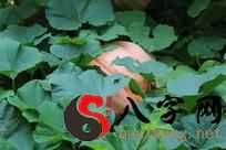 梦见成熟的大南瓜