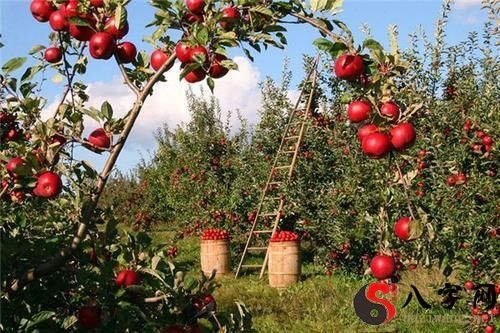 梦见树上结满苹果